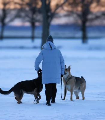 best pet insurance canada