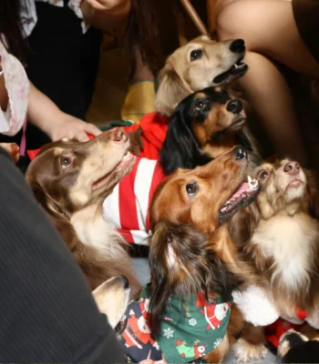 top pet insurance germany