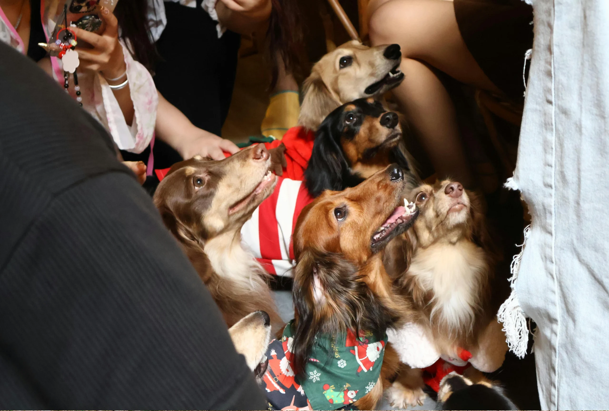 top pet insurance germany