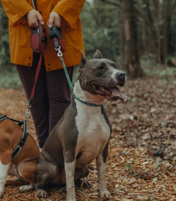 top pet insurance ireland