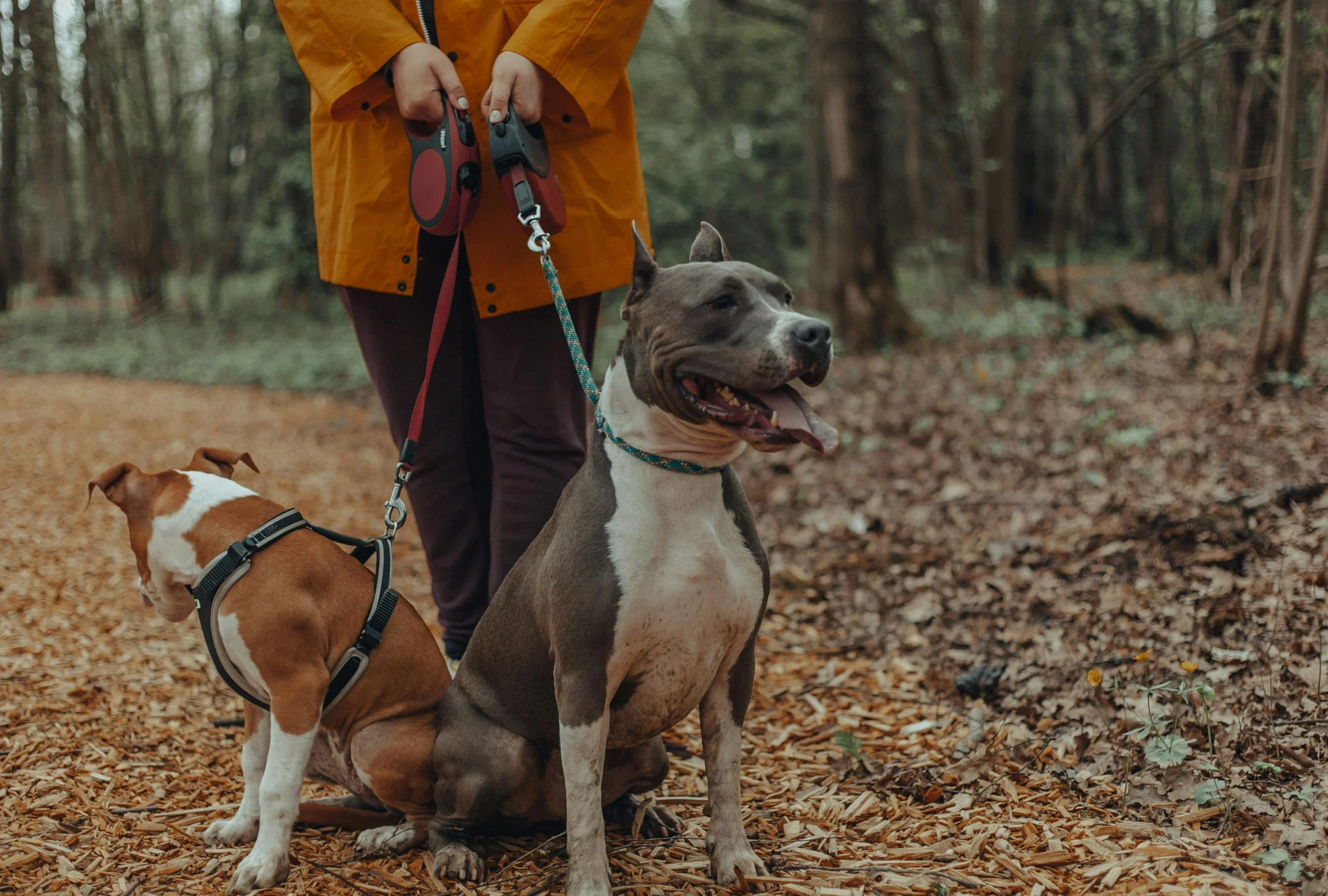 top pet insurance ireland