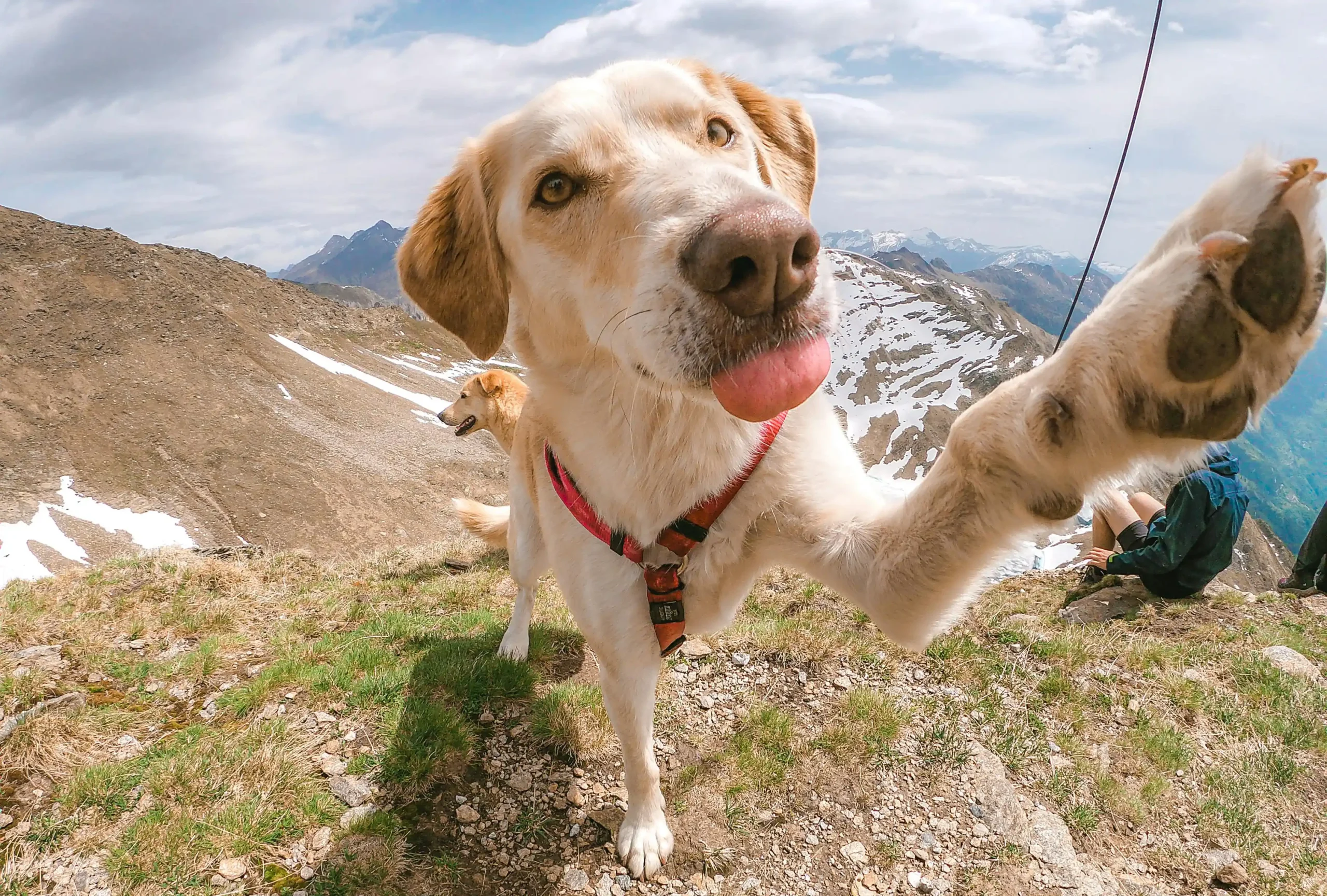 best pet insurance italy